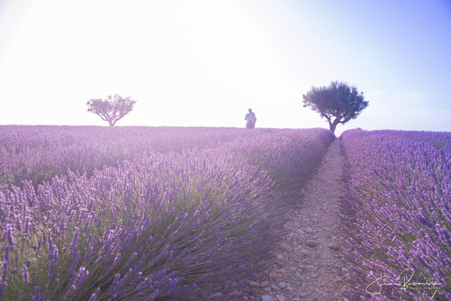 Calin couleur lavande (Valensole - France)
