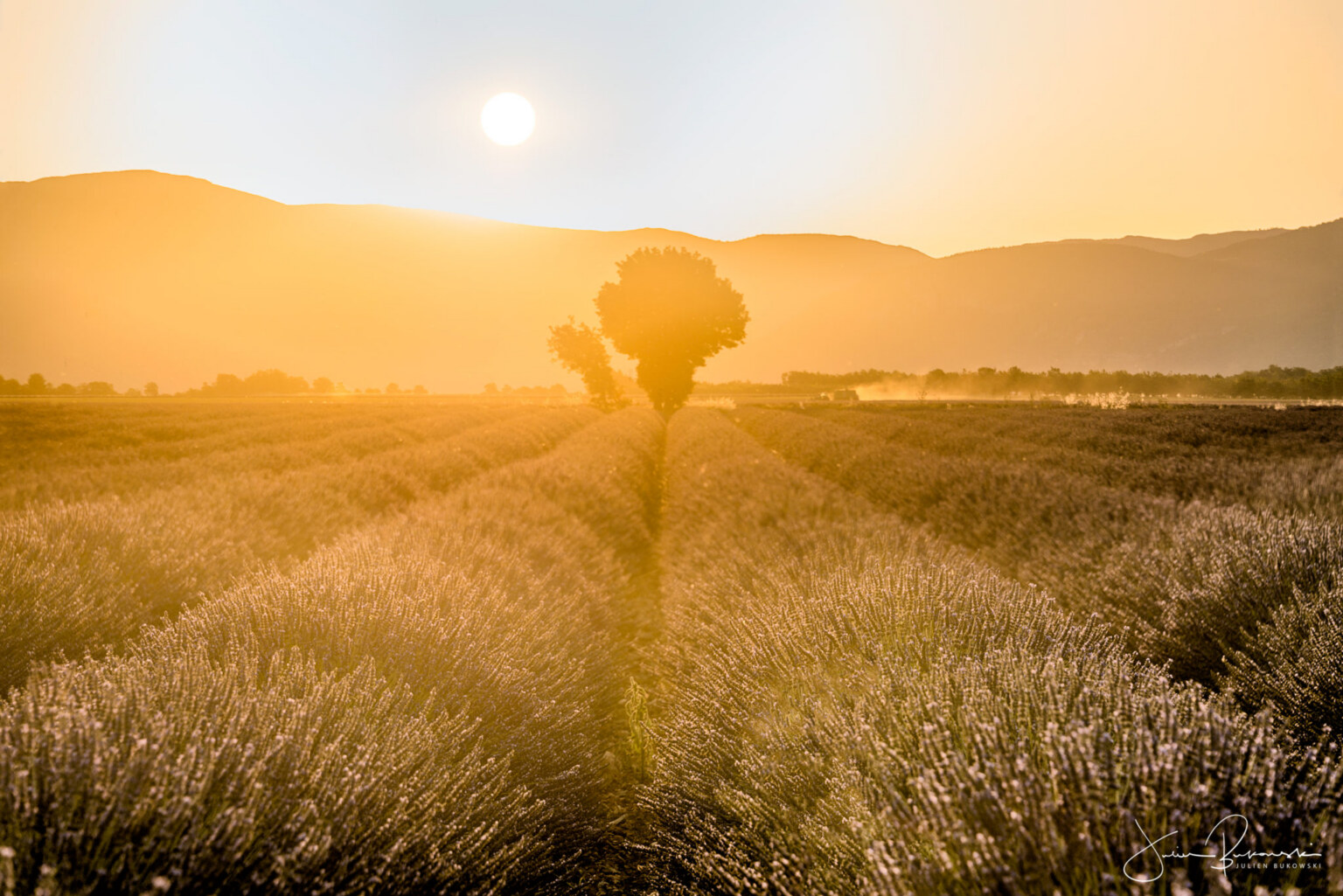 Golden morning (Valensole - France)