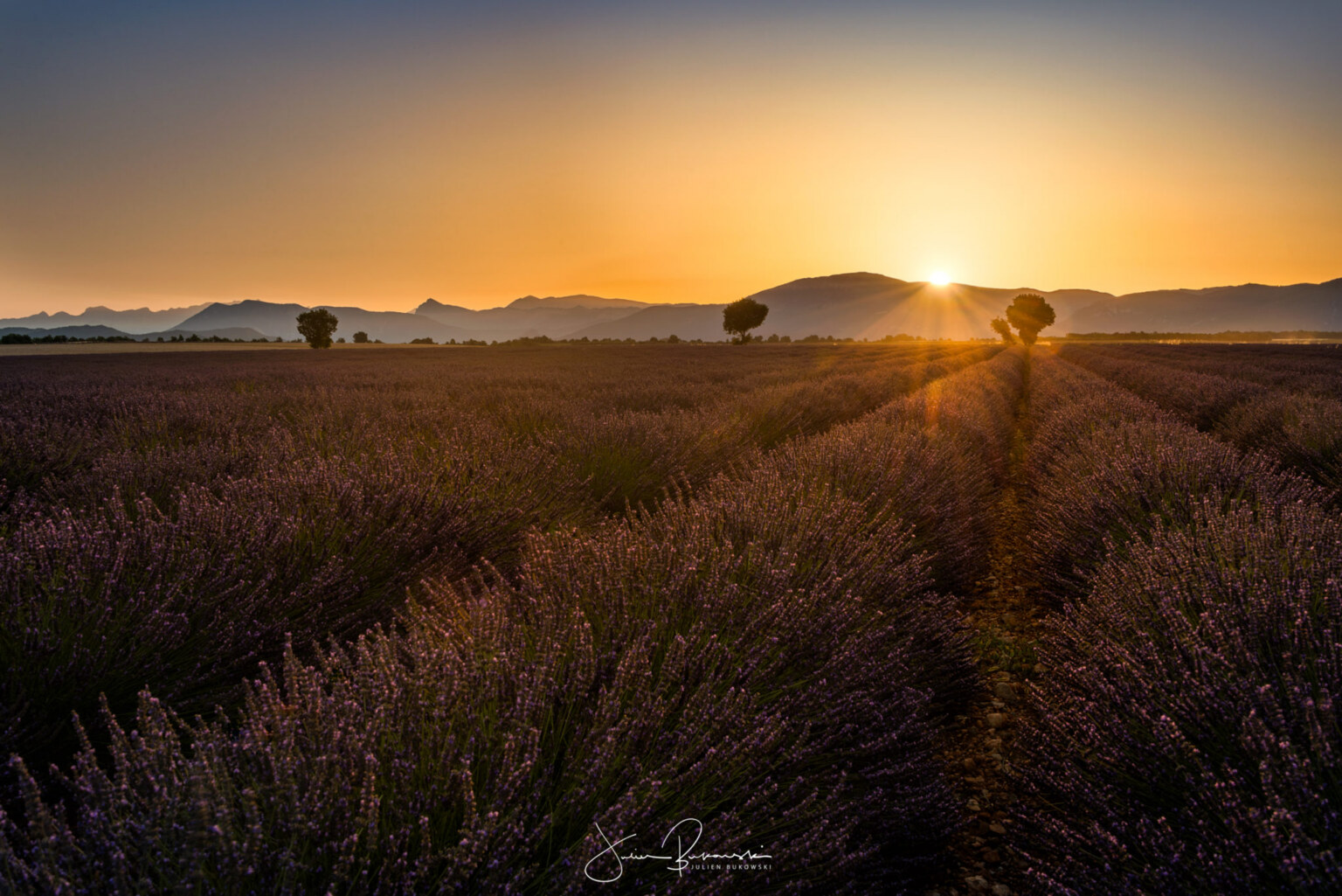 Lever sur Valensole (France)