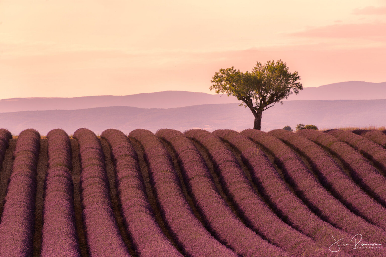 Purple tree (Valensole - France)