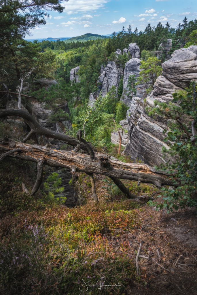Prachovske Skaly-République Tchèque-Tchéquie-Canyon-arbres-réserve naturelle-rochers-tirage photo-Julien Bukowski-photo art