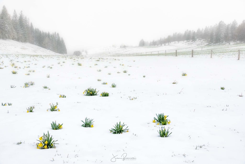 Jonquilles surprises par la neige (Tête de Ran - Suisse)
