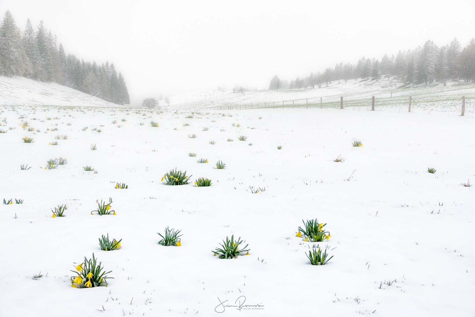 Parc naturel des jonquilles surprises par la neige, Tête de Ran (Suisse)