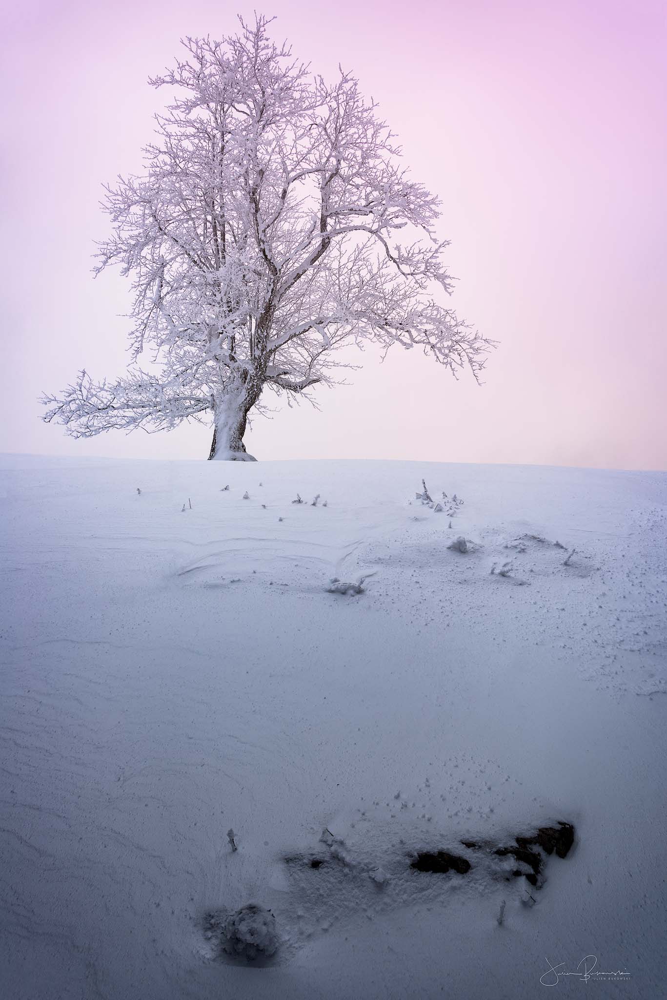 Creux du Van-paysage enneigé-neige-rose-blanc-arbre-arbre enneigé-Suisse-hiver-tirage photo-coucher du soleil-Julien Bukowski