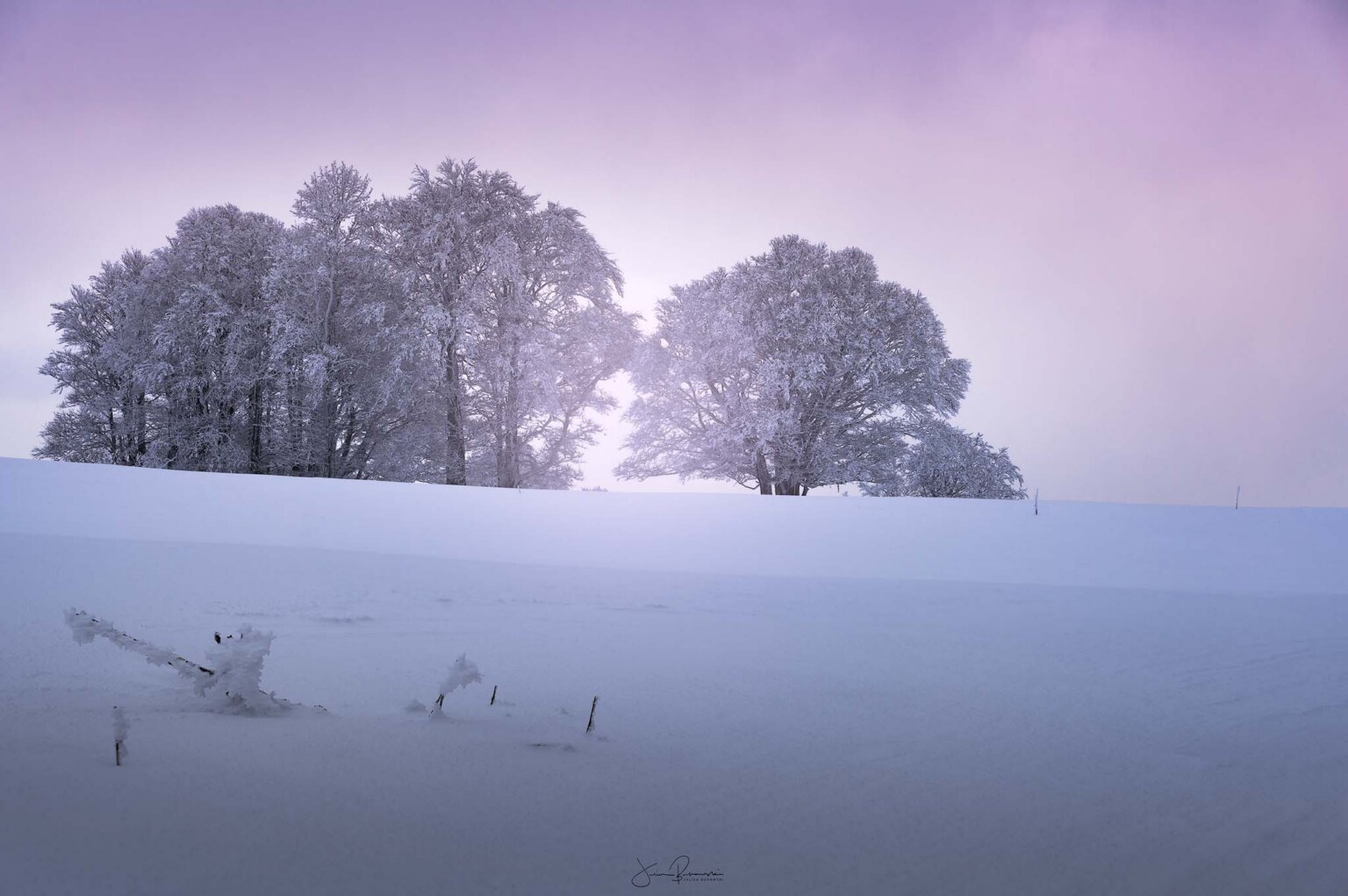 DSC2529 w Creux du Van-paysage enneigé-neige-rose-blanc-arbre-tirage art-forêt enneigée-photo hiver-Suisse-Suisse romande-Suisse hiver