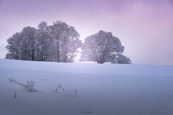 Creux du Van-paysage enneigé-neige-rose-blanc-arbre-tirage art-forêt enneigée-photo hiver-Suisse-Suisse romande-Suisse hiver