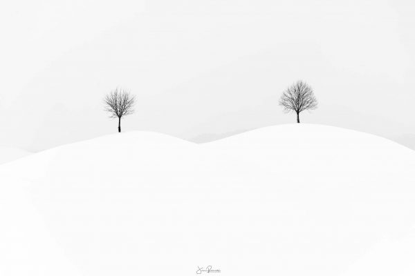 Quiet trees (Zoug - Suisse)
