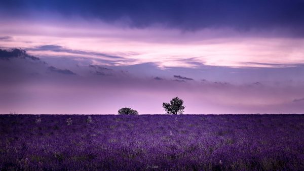 Un rêve rose (Valensole - France)