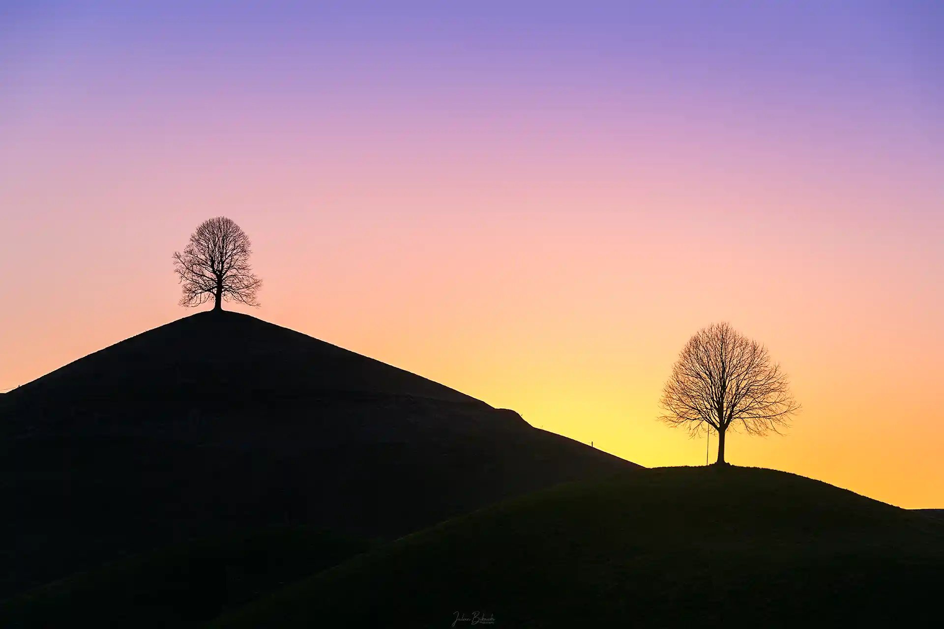 Magical tree (Hirzel - Suisse)