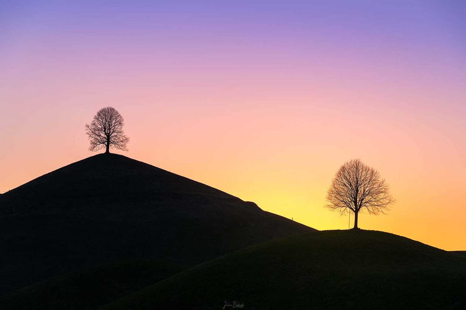 Magical tree (Hirzel - Suisse)