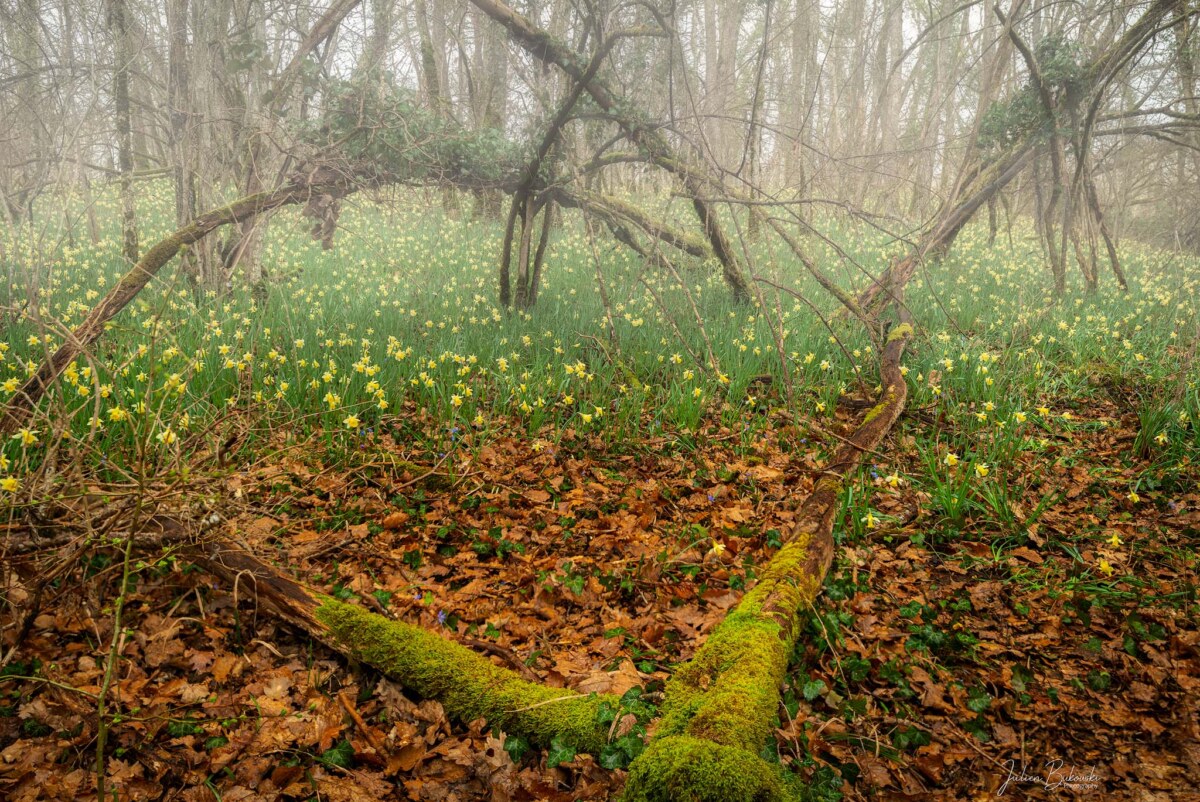 Parc naturel des jonquilles à Eclépens (Vaud, Suisse)