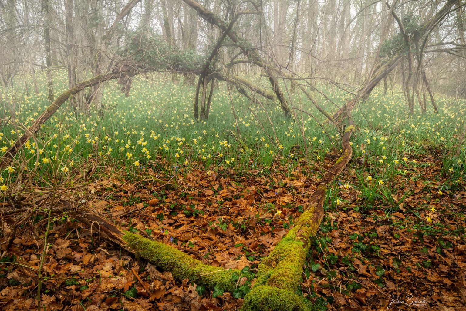 Parc naturel des jonquilles à Eclépens (Vaud, Suisse)