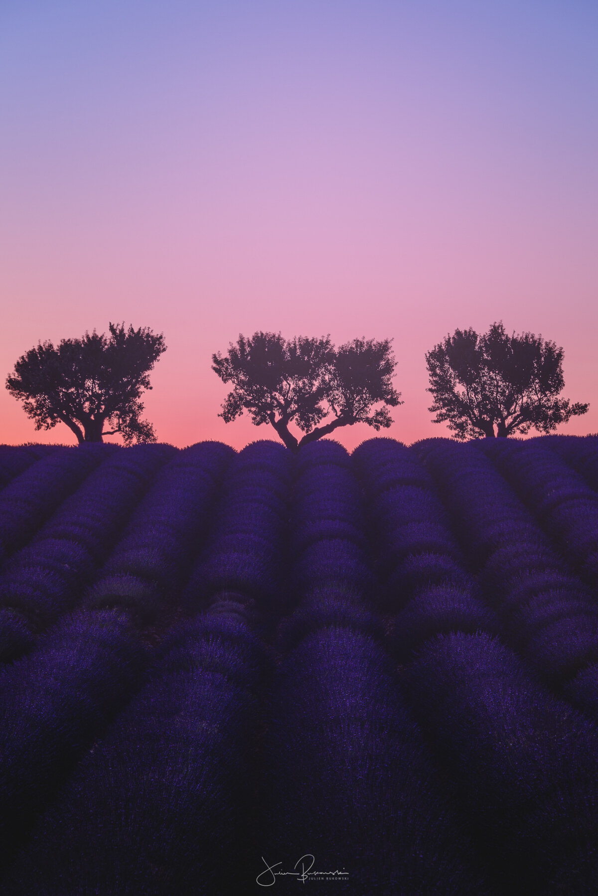 Valensole (France)