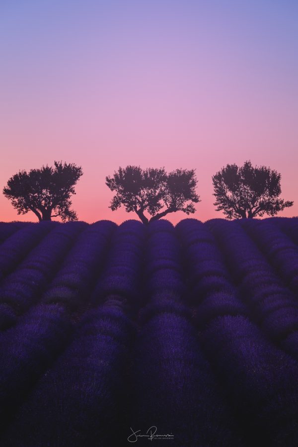 Valensole (France)