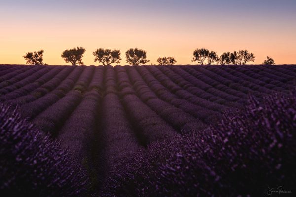 Belle Provence (Valensole - France)