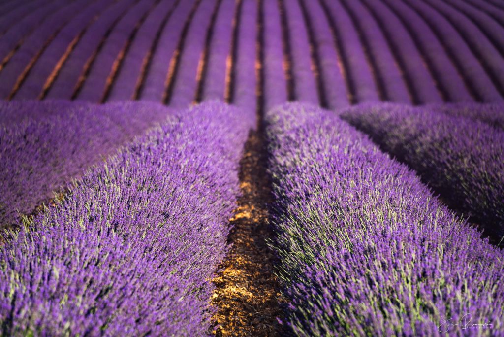 Lavande à perte de vue (Valensole - France)