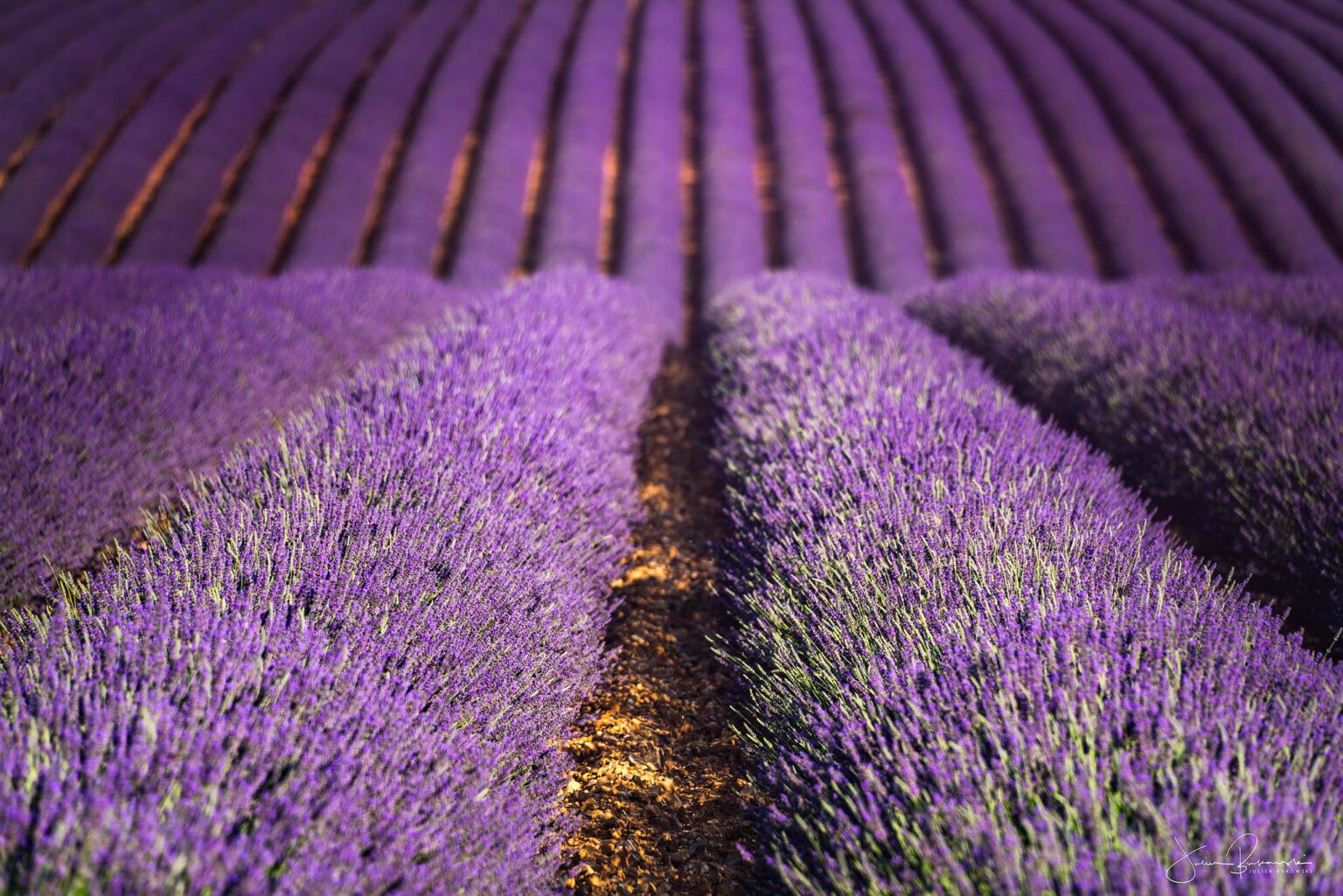 Lavande à perte de vue (Valensole - France)
