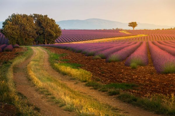 Lumière du soir à Valensole (France)