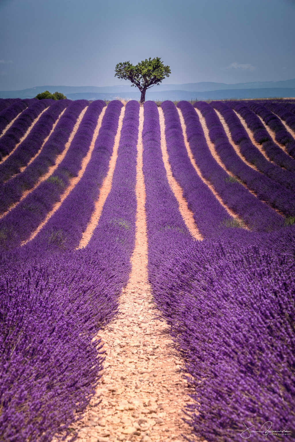 Alone in Lavender (Valensole - France)